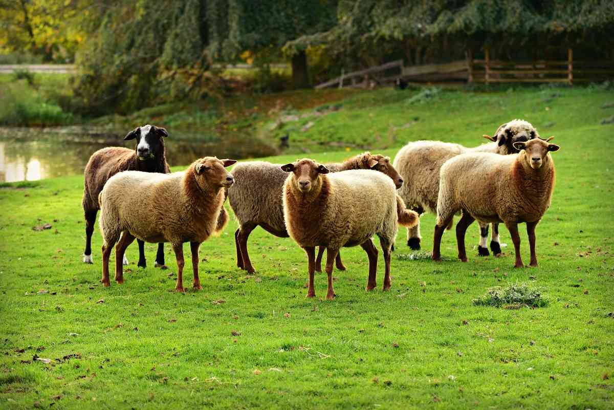 Profitable Sheep Farming.