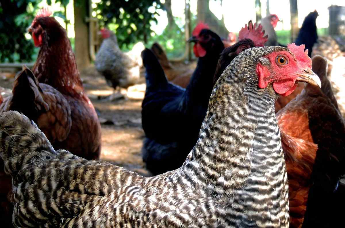 Country Chicken Farming in India.