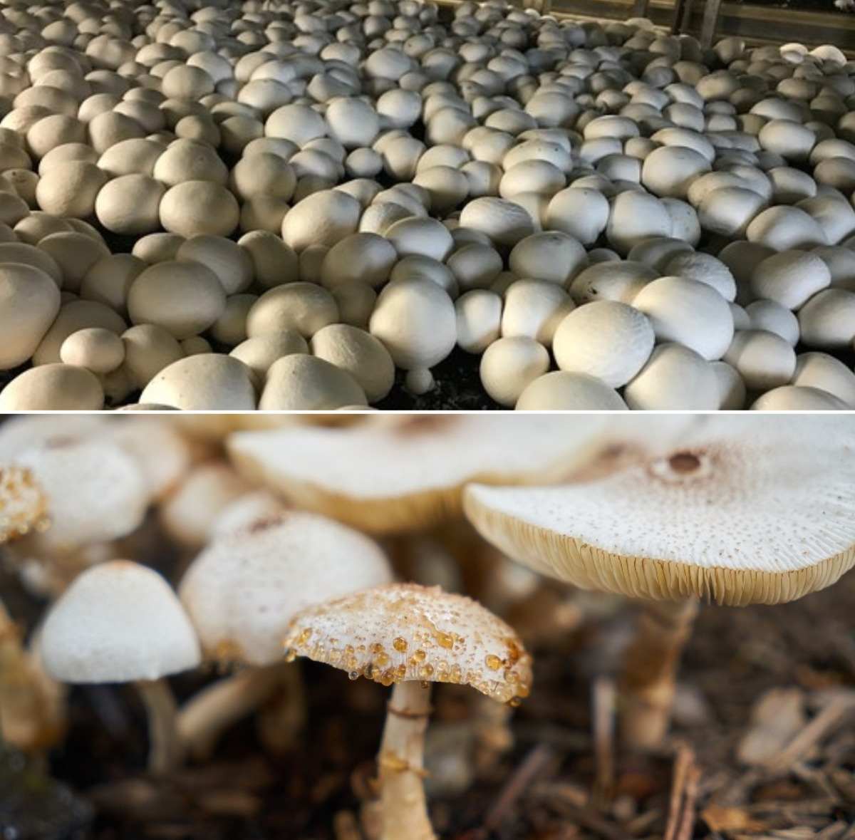 Mushroom Farming Business Plan.