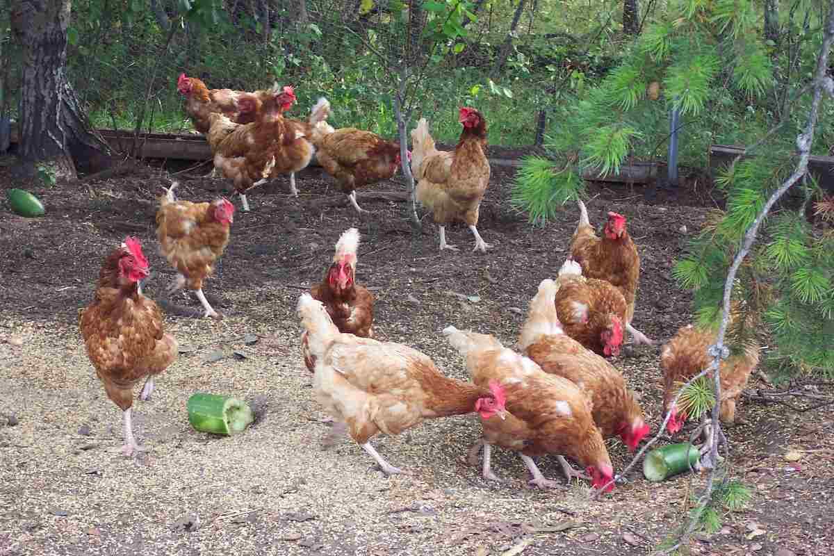 Cost to Start a Country Chicken Business.
