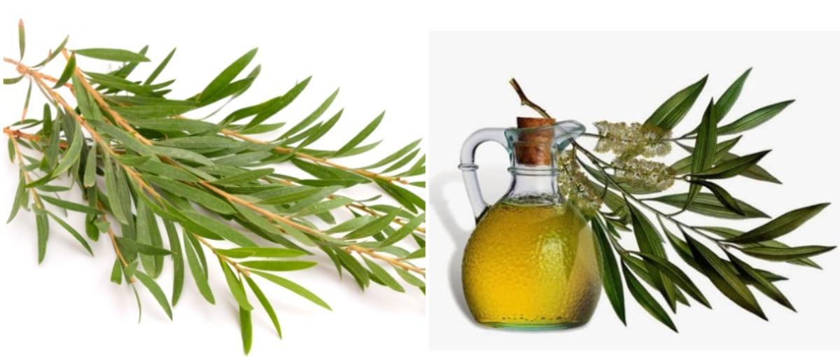 The extraction process of Tea Tree oil.