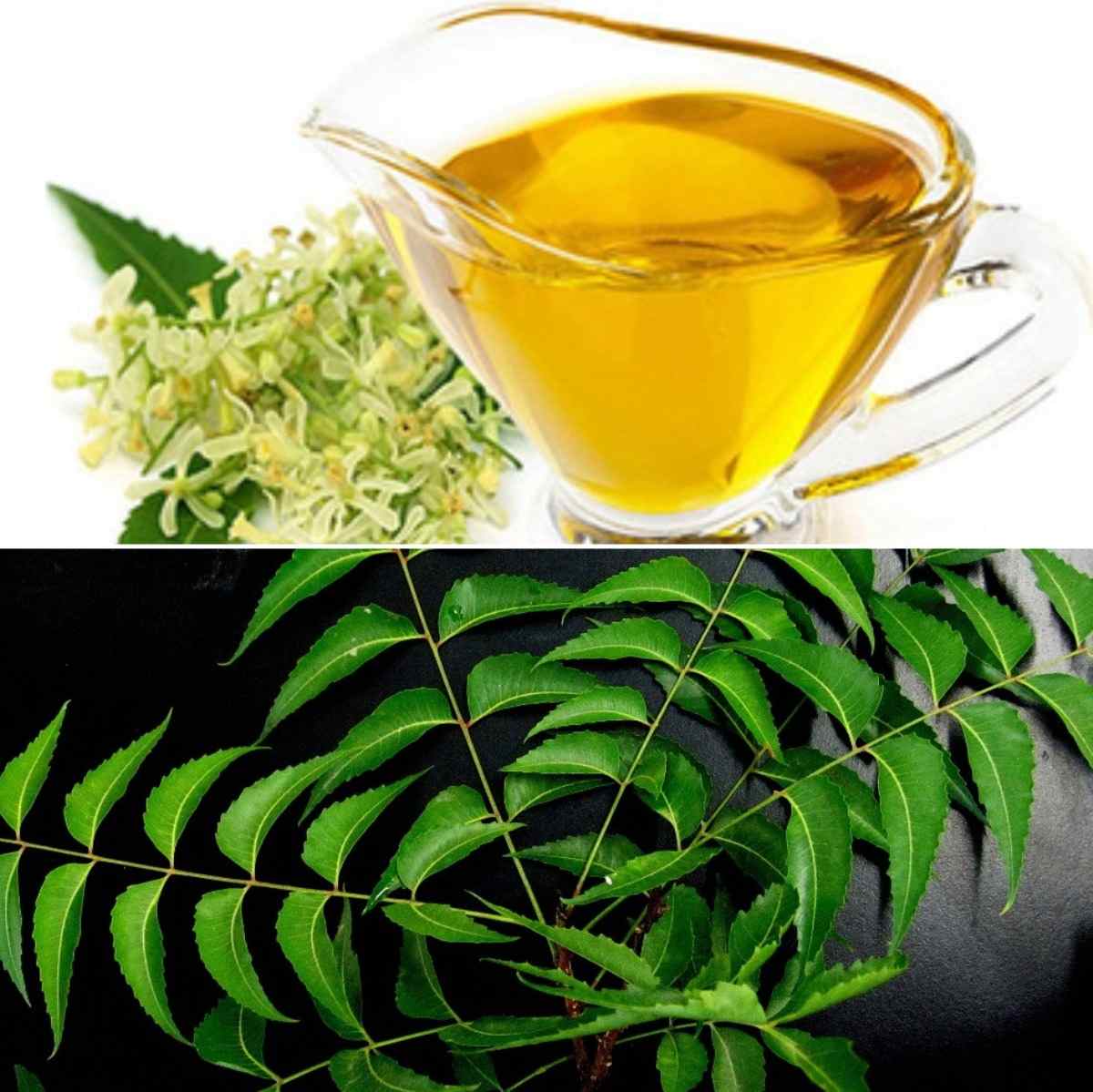 Business Plan for Neem Oil Extraction Business.
