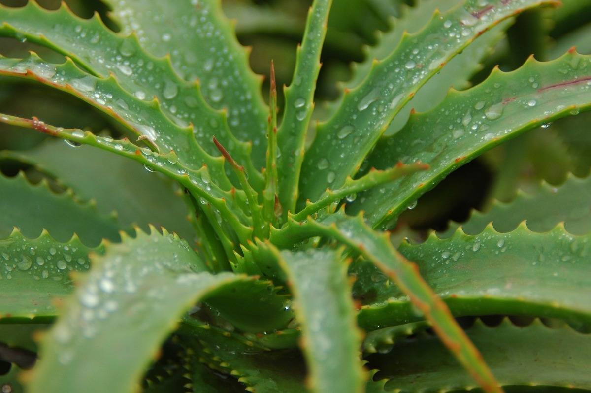 Aloe Vera Plant.