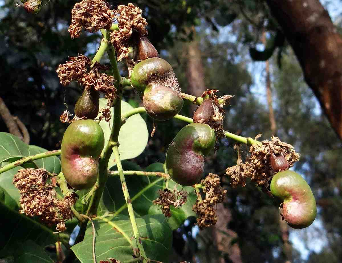 The young cashew fruits.