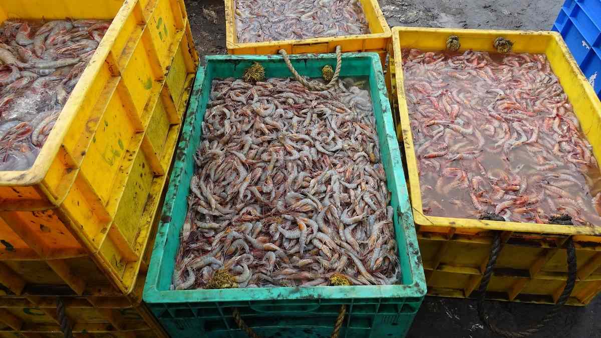 The cost to start a prawn rearing business.
