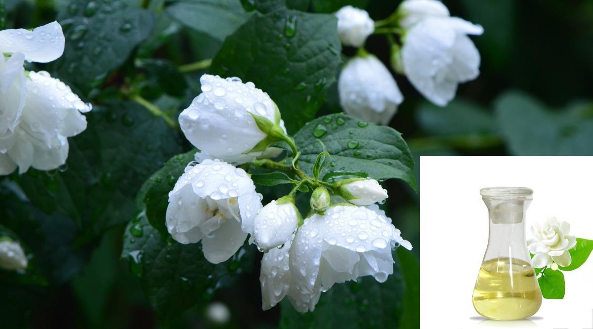 The cost to start a Jasmine oil manufacturing business.