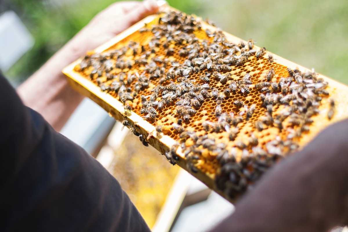 License to start a Beekeeping business.