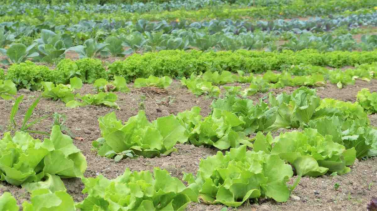 The cost to start an organic farming business in India.