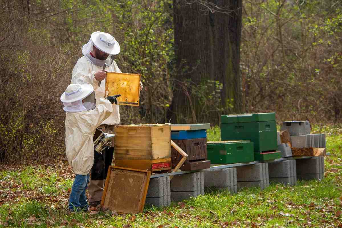 Beekeeping.