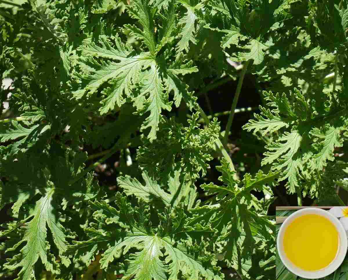 How to Make Money from Citronella Oil Manufacturing.