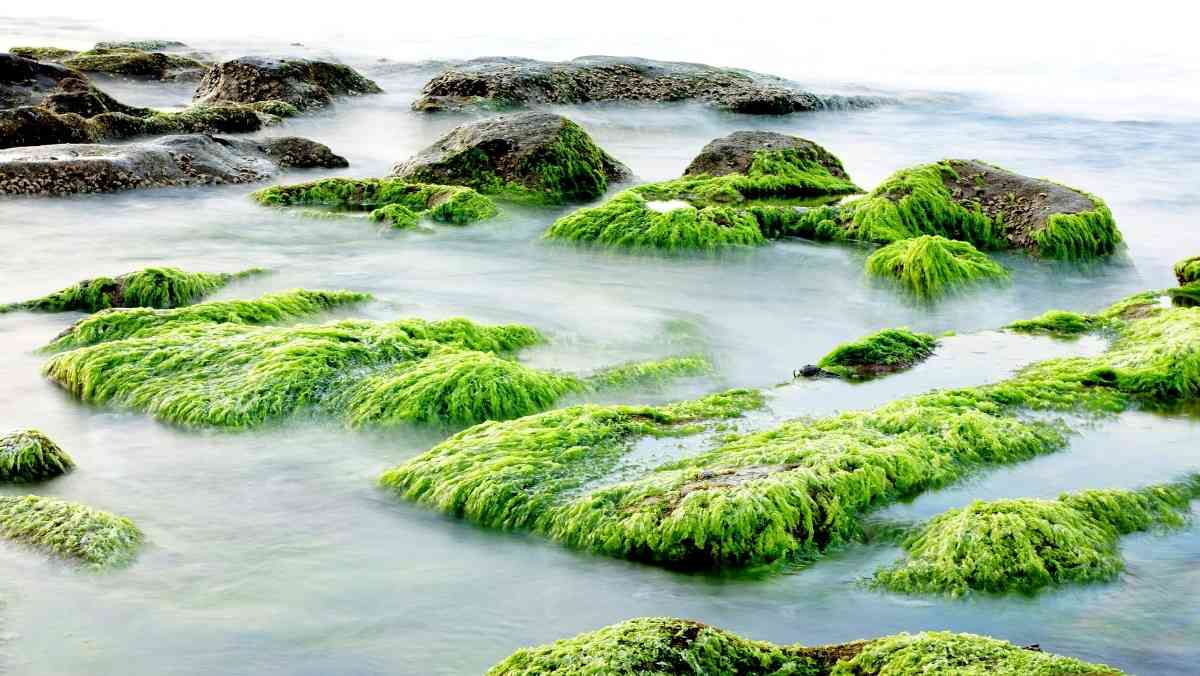 The market potential for seaweed making.