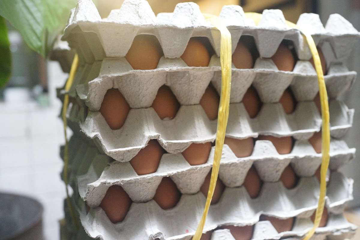 Profit margin in egg tray manufacturing business