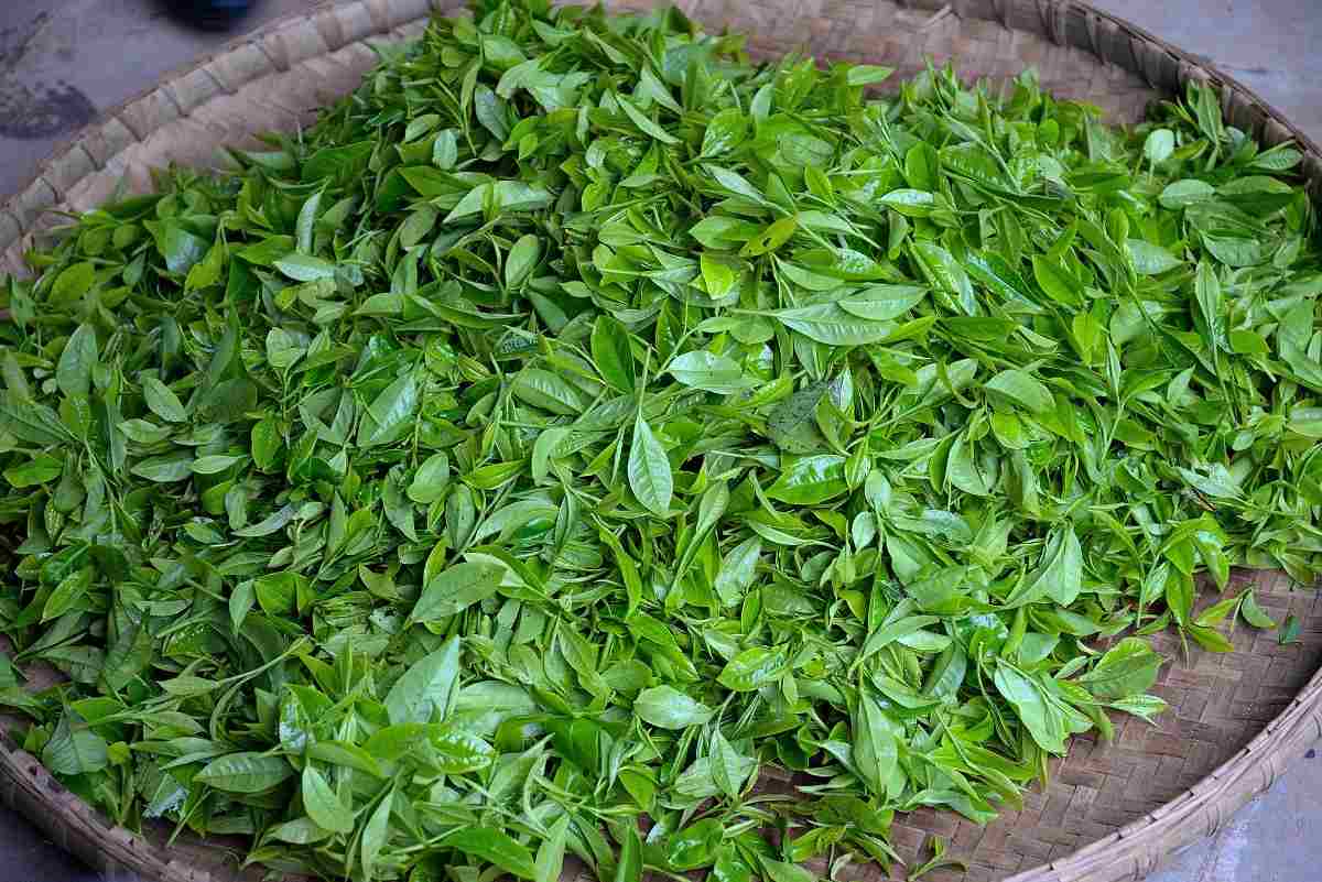 Guide to start tea processing business unit.