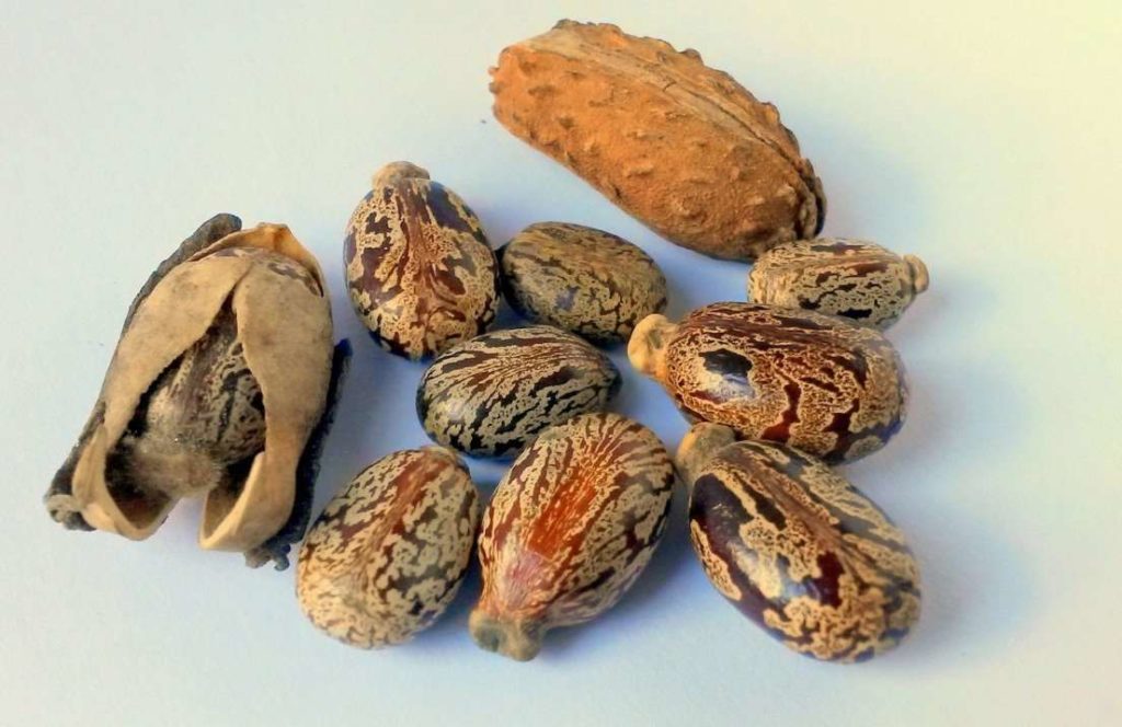 castor oil seeds 327186 1920