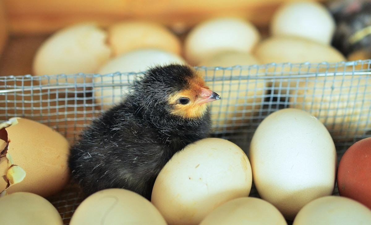 Egg Hatchery Business Plan 