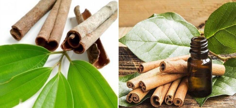 Cinnamon Leaf oil