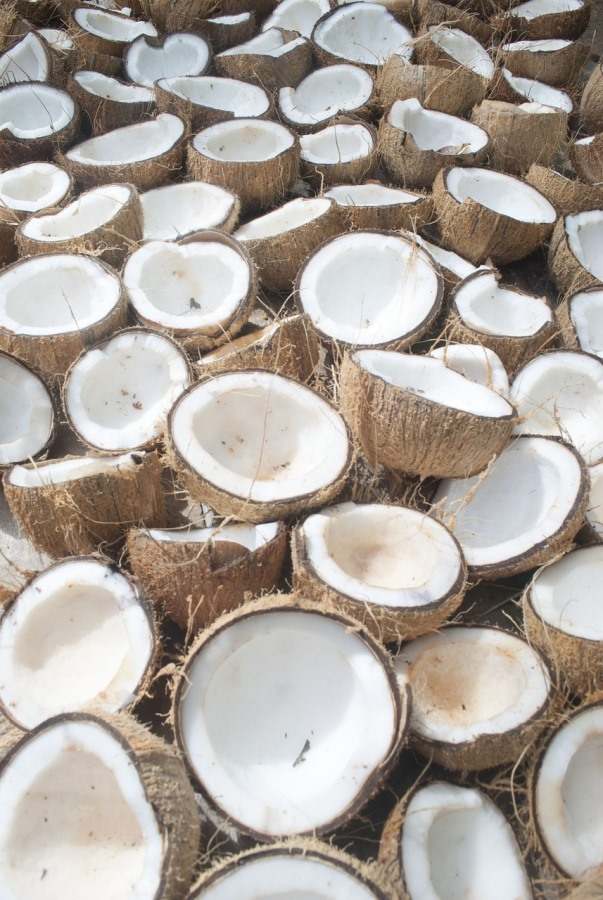 Coconuts for Vergin Coconut Oil Manufacturing