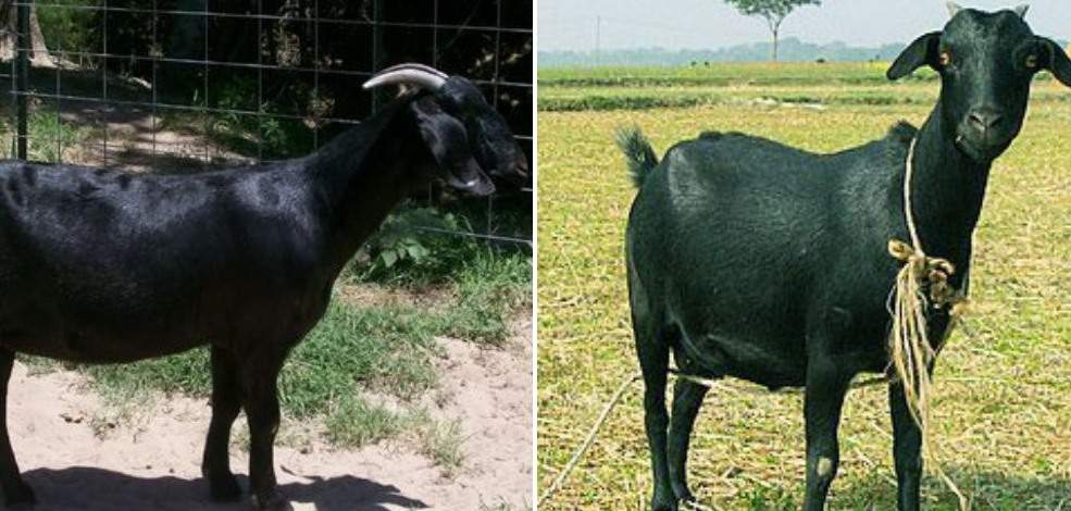 Economics of Black Bengal Goat Farming
