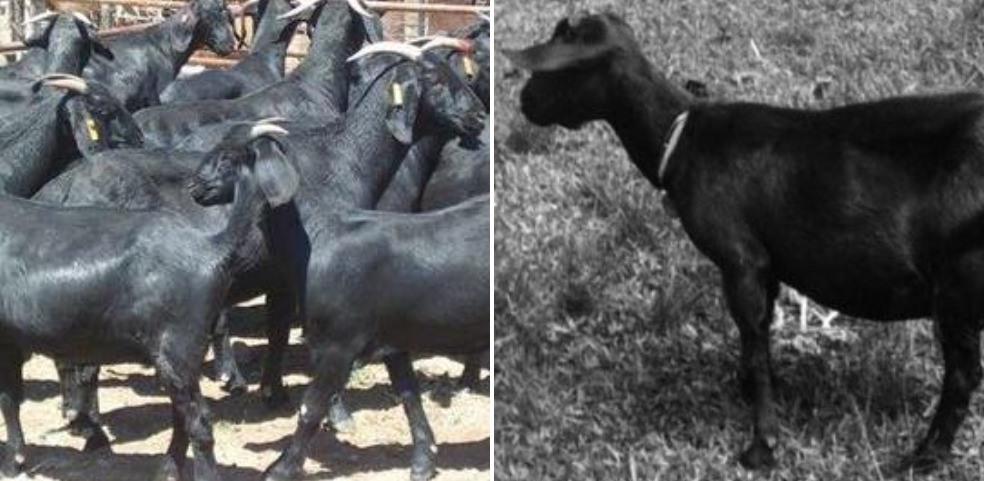 Black Bengal Goat Business Plan