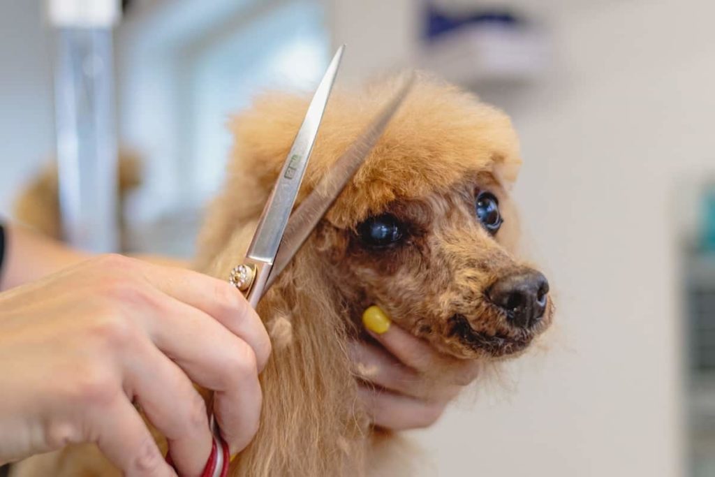 Dog Hair Cutting