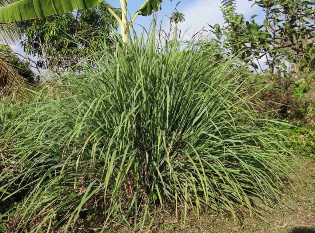 How to Make Money from Growing Lemongrass in India