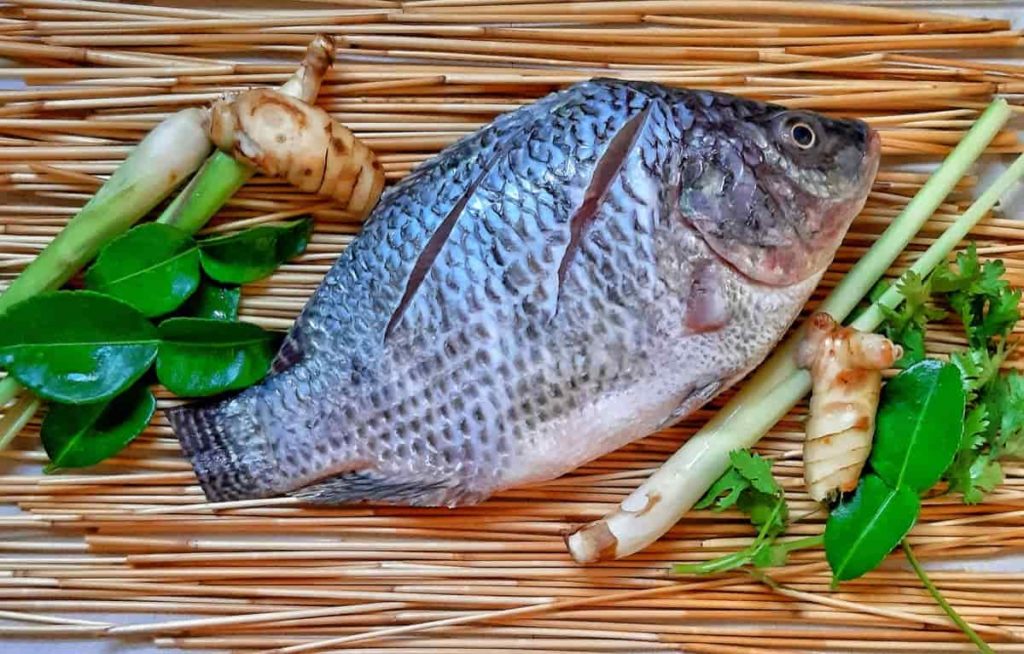 How to Start Tilapia Fish Farming in India