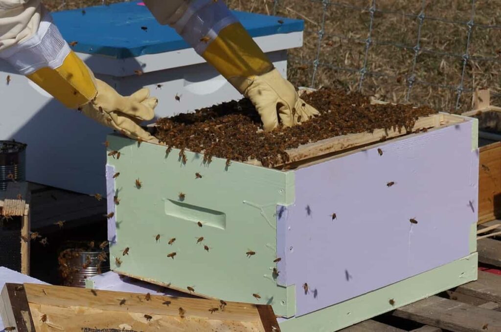 Honey beekeeping
