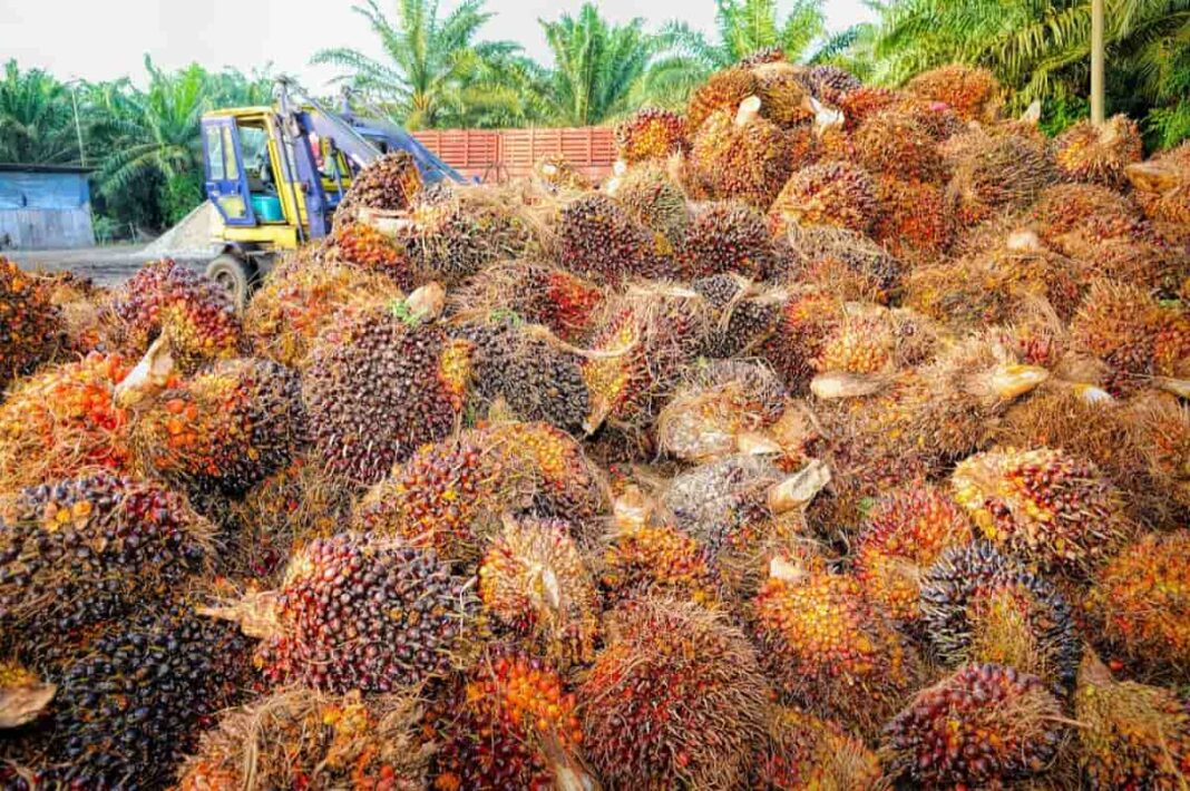 marketing plan for palm oil business