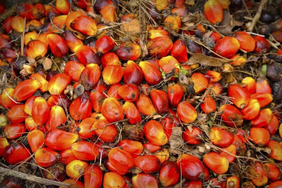 palm oil business plan doc