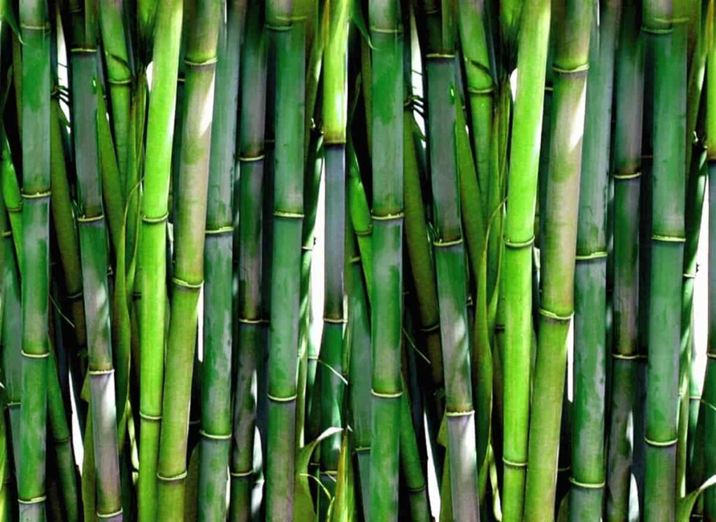 Bamboo Straw Raw Material