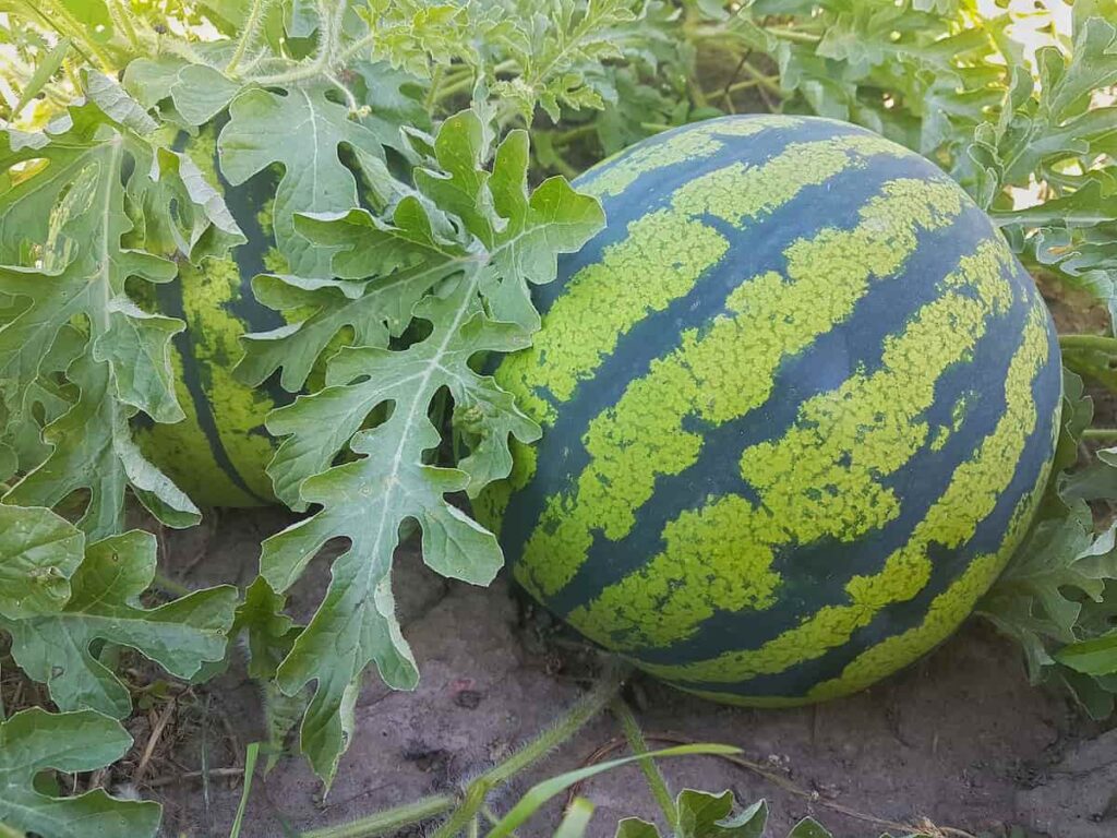 How this Farmer Earning 6 Lakhs from 2 Acres Watermelon Farm