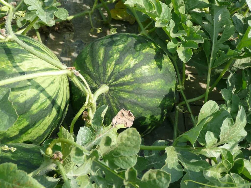 Watermelon Farming in India