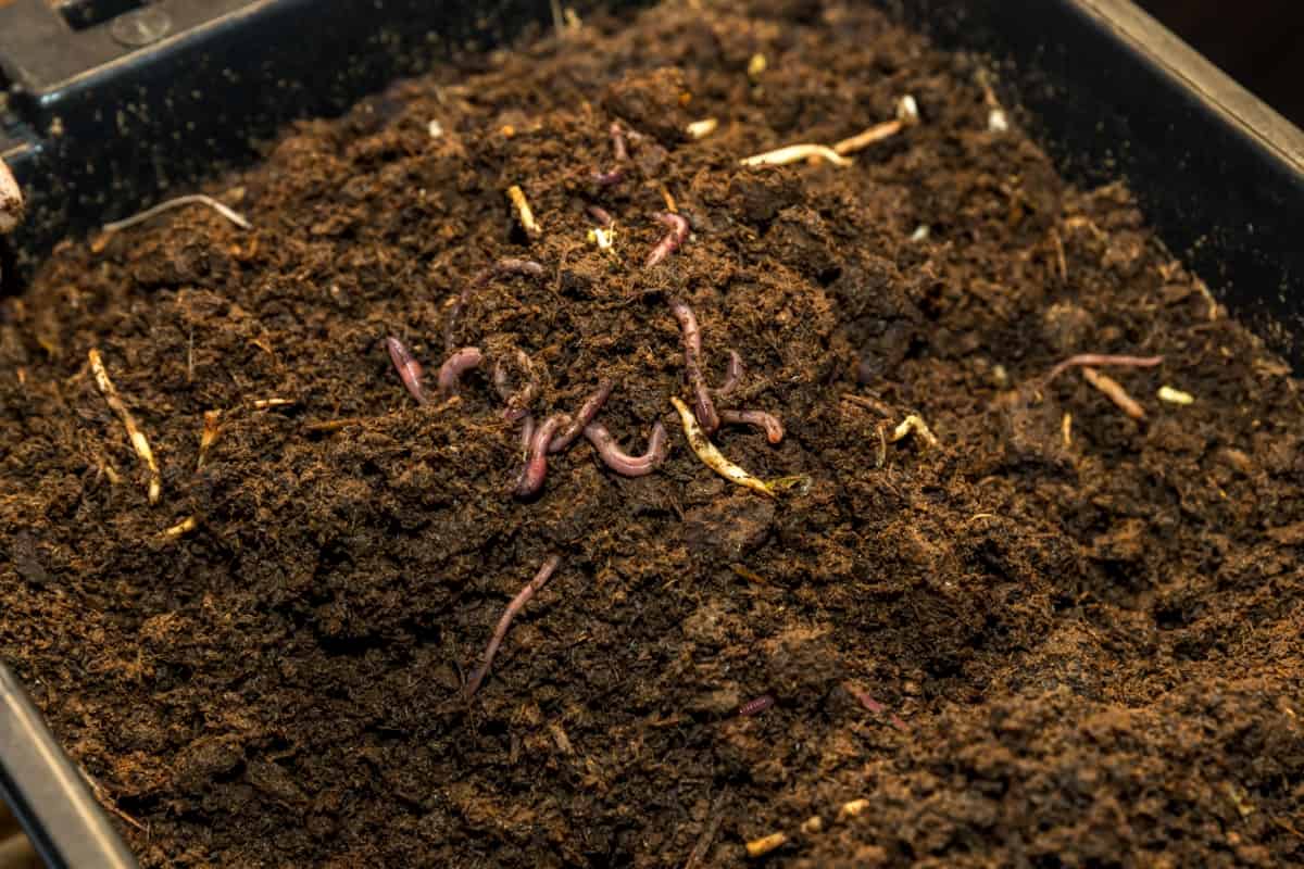 Earthworms on Soil for Organic Fertilizer