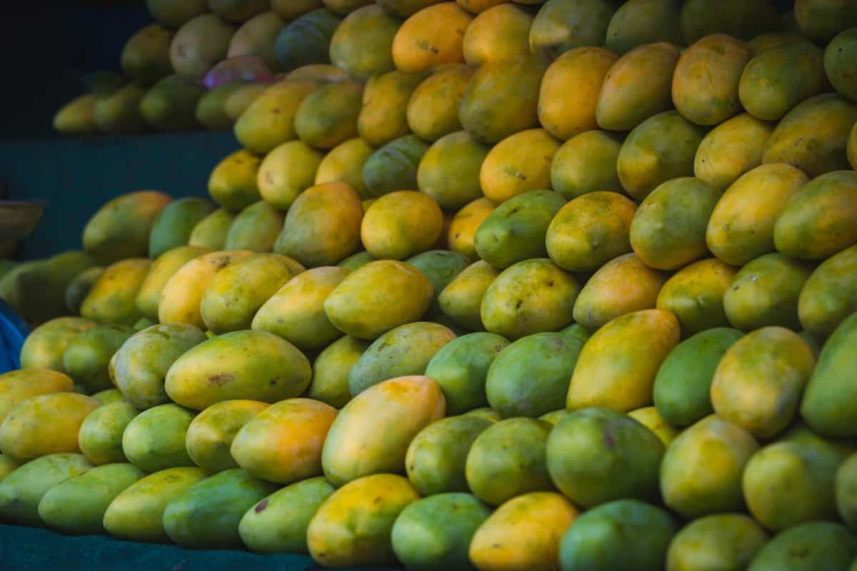 Mango Export