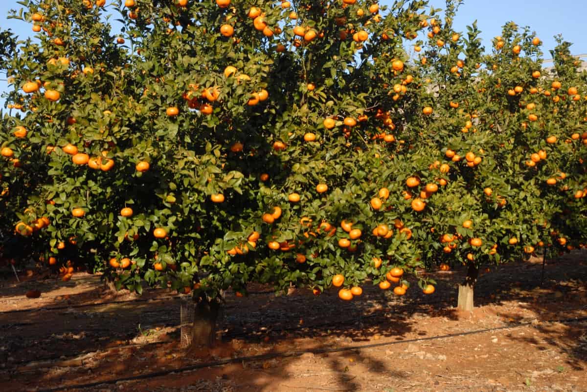 Profitable Citrus-Based Business IdeasStarting a Citrus Orchard