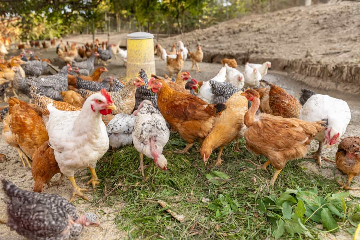 Profitable Meat Based Business Ideas: Free range chicken