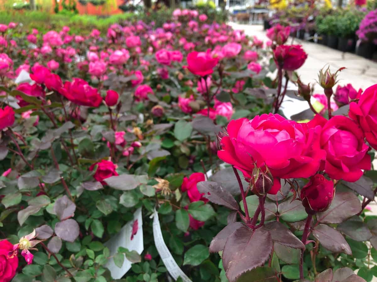 Rose Nursery
