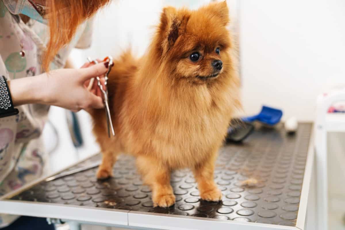 Pet Grooming Services 