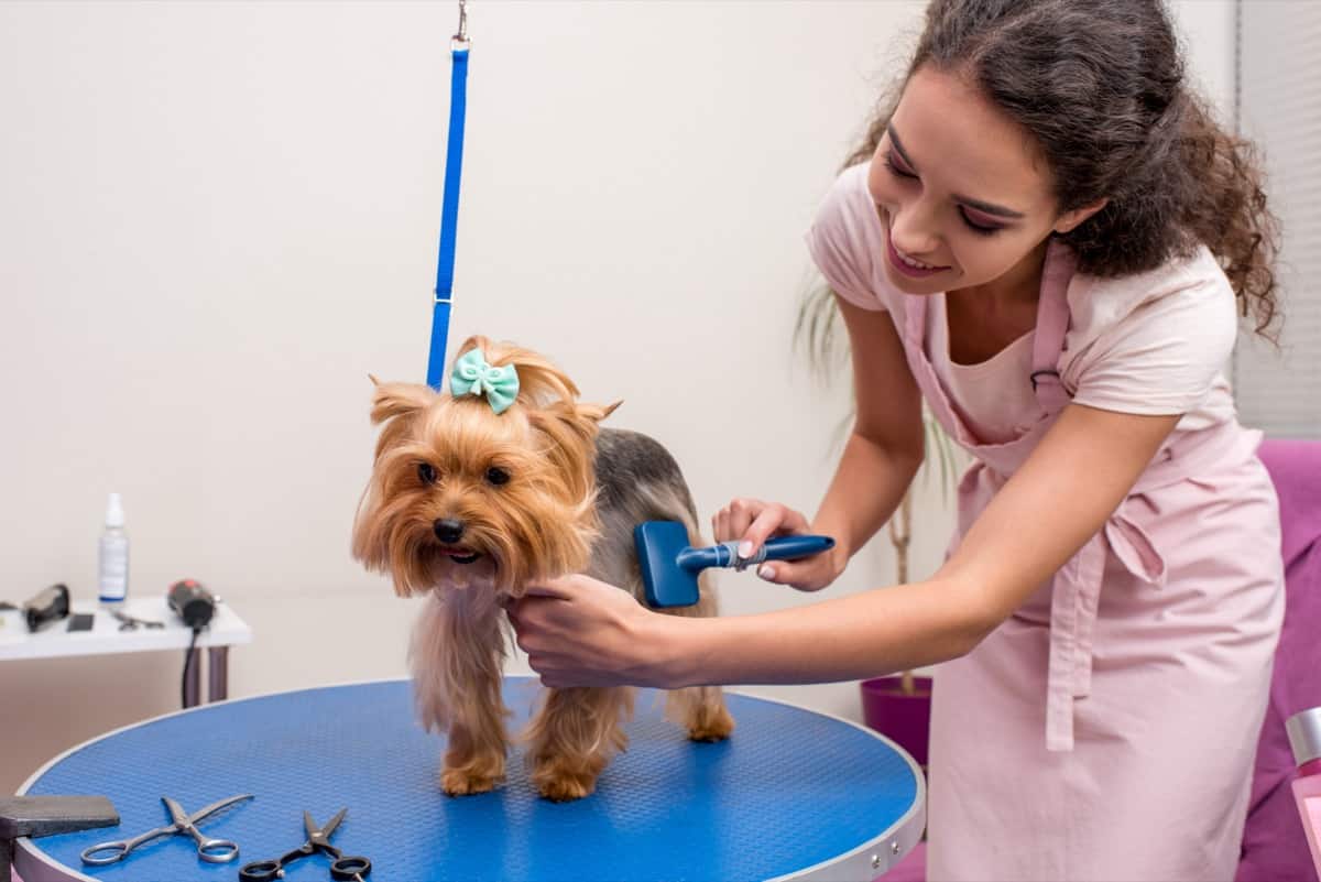 professional groomer holding comb and grooming cute small dog in pet salon