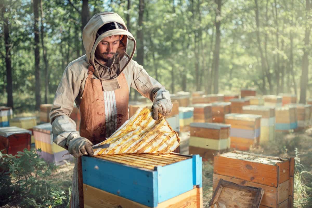 Beekeeping Tours and Workshops