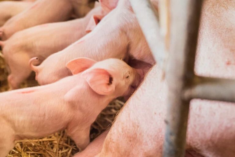 9 Value-added Business Ideas for Pig Farmers: Low-investment and Highly Profitable