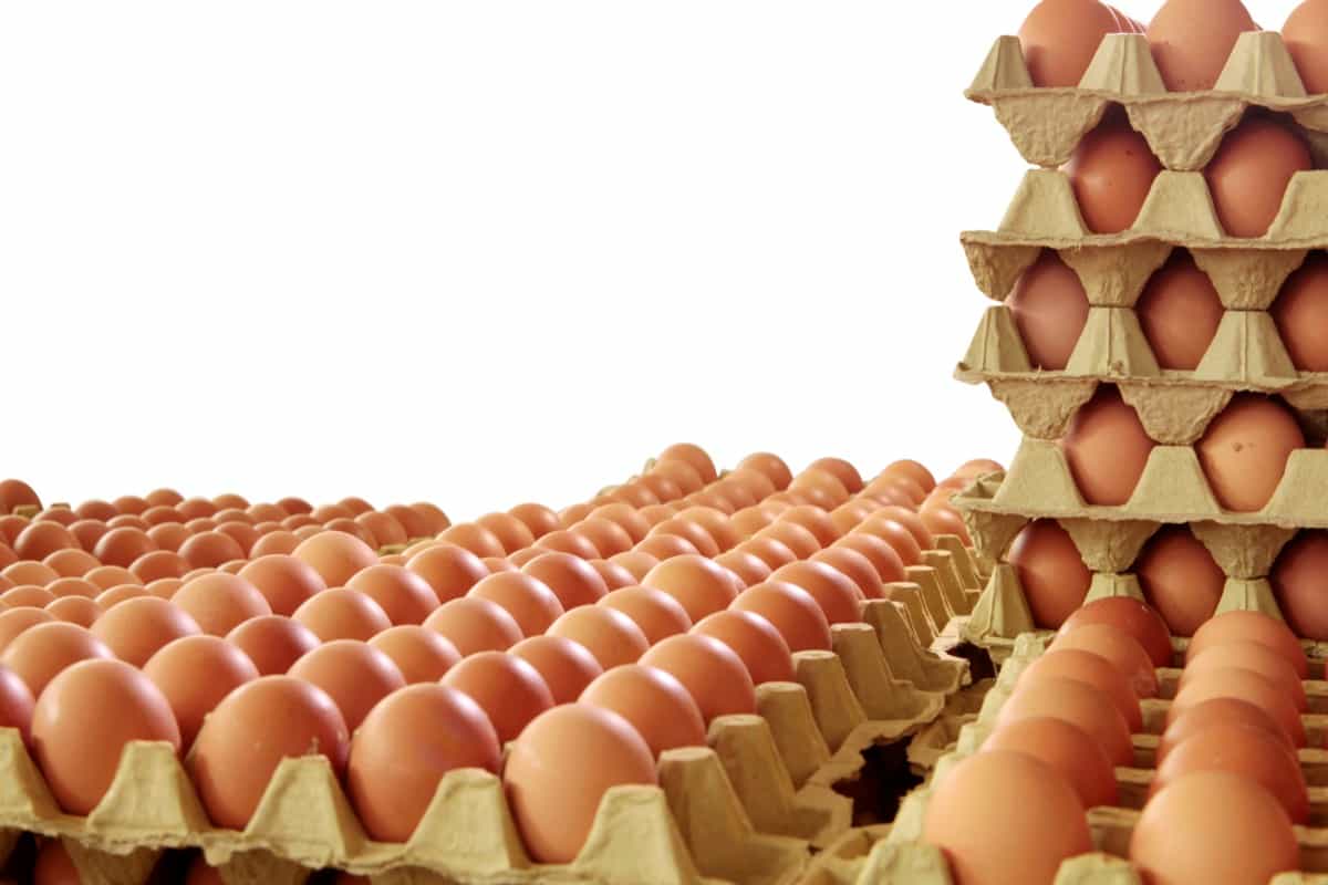 Egg Processing and Packaging