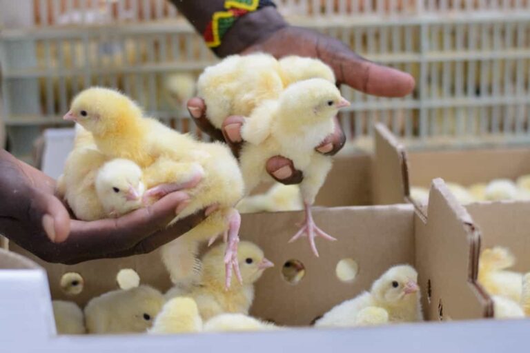 9 Value-added Business Ideas for Poultry Farmers: Low-investment and Highly Profitable
