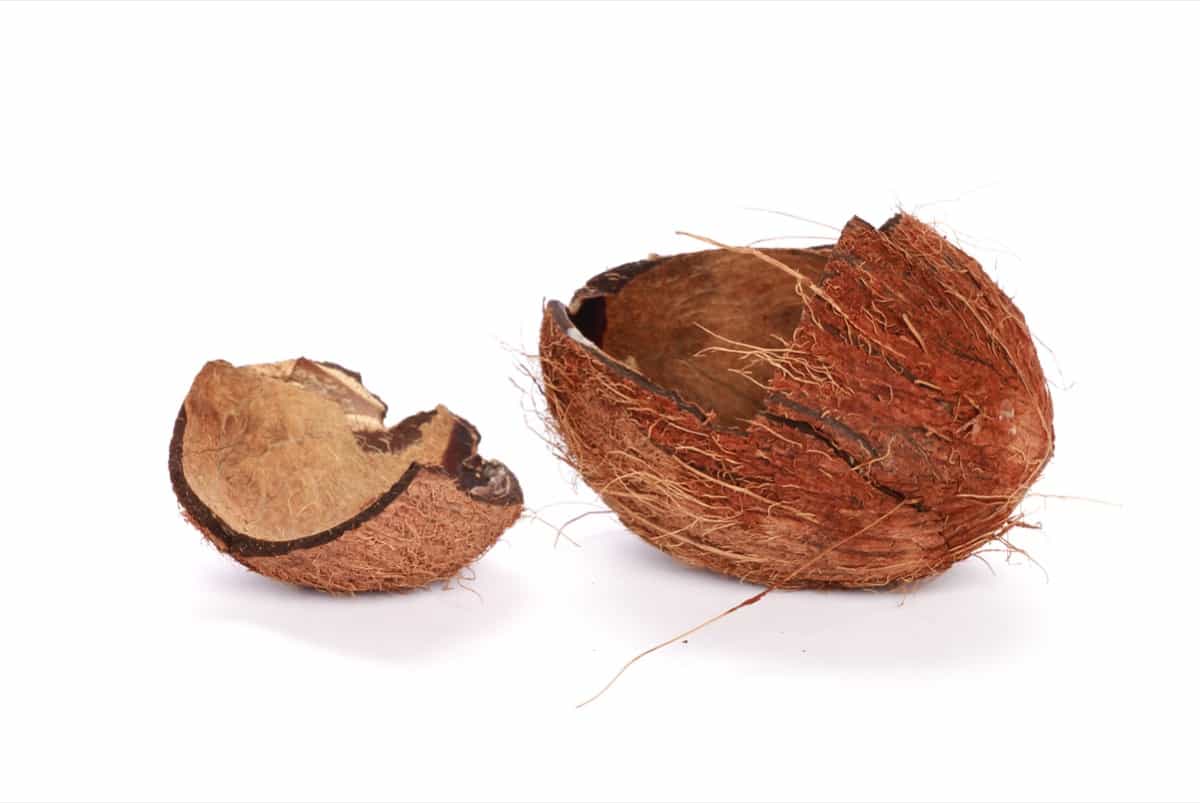 Broken coconut shell