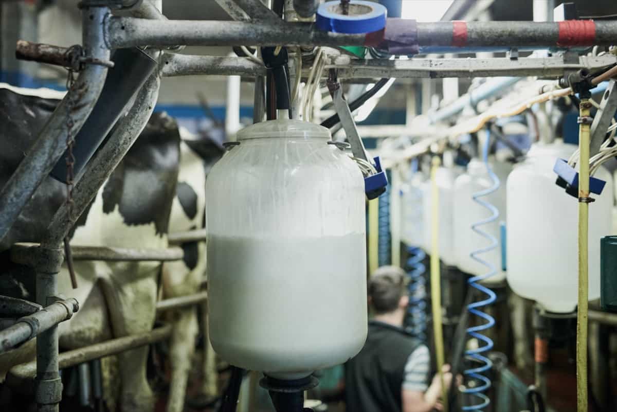milk bottles being filled in a dairy