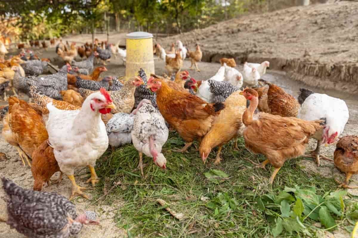 How to Make Profits with Organic Country Chicken