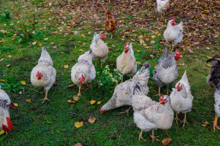 How to Make Profits with Organic Country Chicken: Best Strategies for Beginners