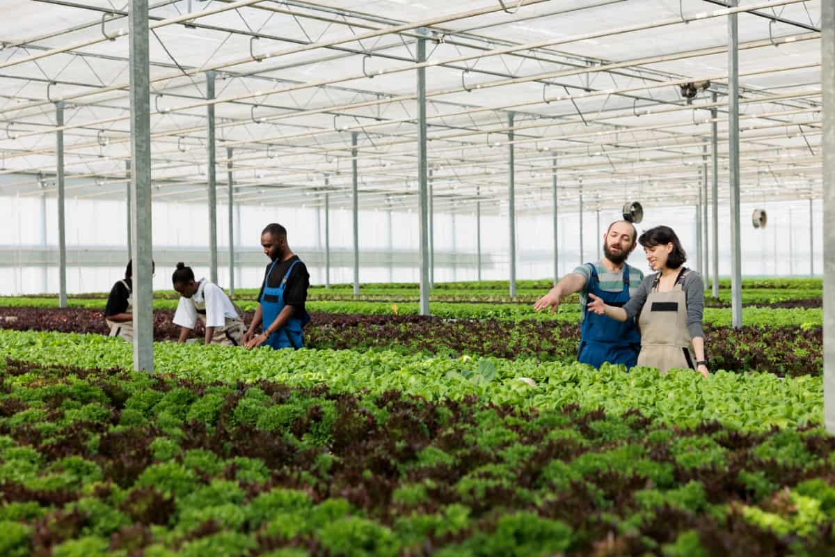 Value-added Business Ideas for Greenhouse
