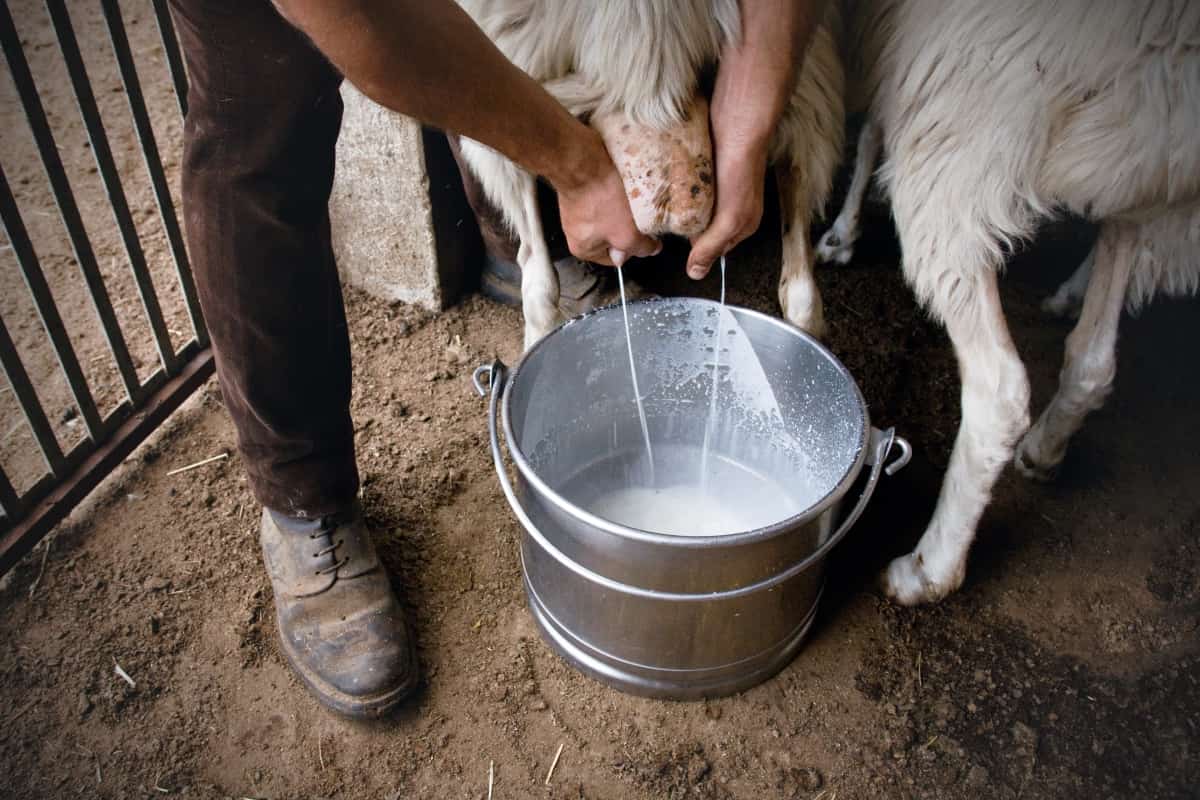 Milking Sheep by Hands